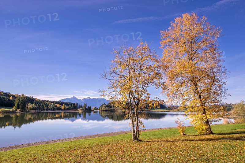 Linden trees (Tilia) at Forggensee near Füssen, Allgäu Alps, Allgäu, Bavaria, Germany, Europe