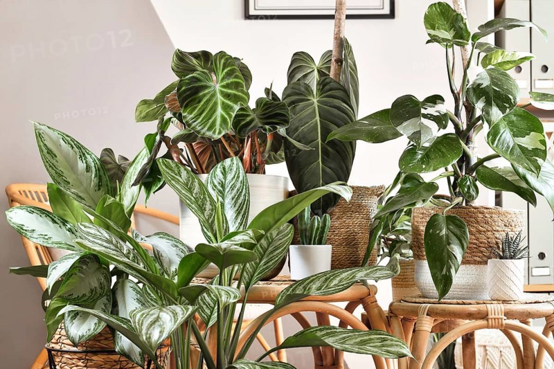 Urban jungle. Different tropical houseplants like Philodendron or Chinese Evergreen in basket flower pots on wooden tables