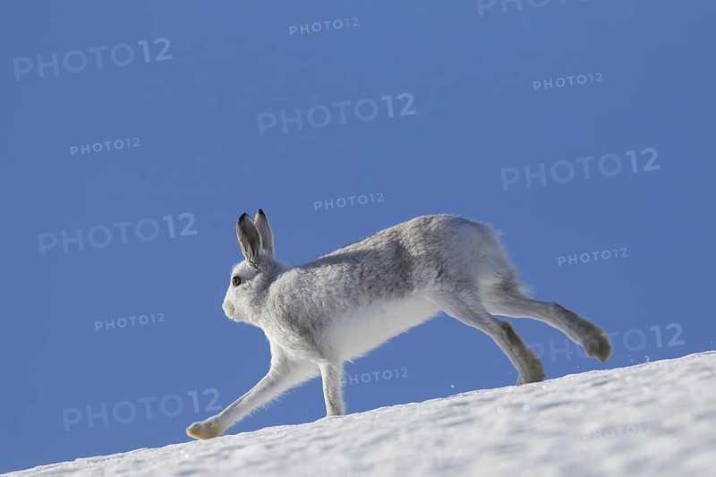 Mountain hare (Lepus timidus), Alpine hare, snow hare in winter pelage running in the snow down mountain slope
