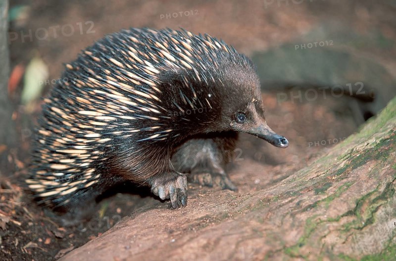 Short-beaked echidna (Tachyglossus aculeatus)