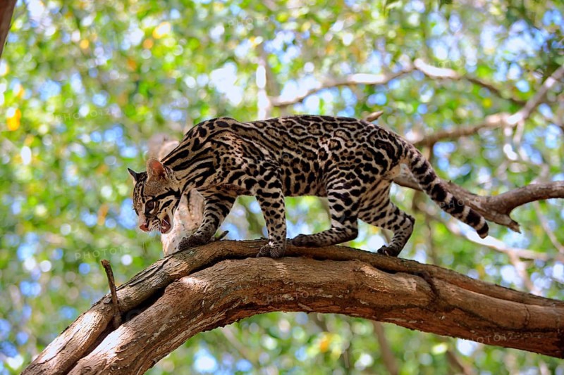 Ocelot (Leopardus pardalis) male, lateral, Honduras, Central America