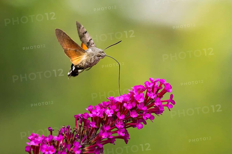 Hummingbird hawk-moth (Macroglossum stellatarum), flying, sucking nectar on flower of butterfly-bush (Buddleja davidii), Hesse, Germany, Europe