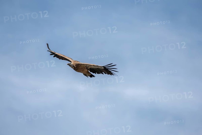 Griffon vulture (fulvus) in flight in jonte gorges in the Cevennes National Park. Aveyron, France, Europe