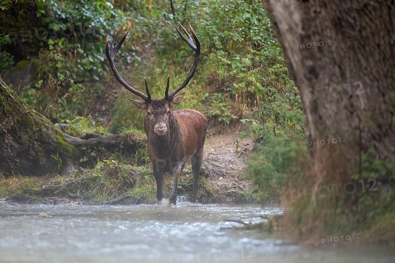 Red deer (Cervus elaphus), red deer, capital mountain deer crossing mountain river in rutting season
