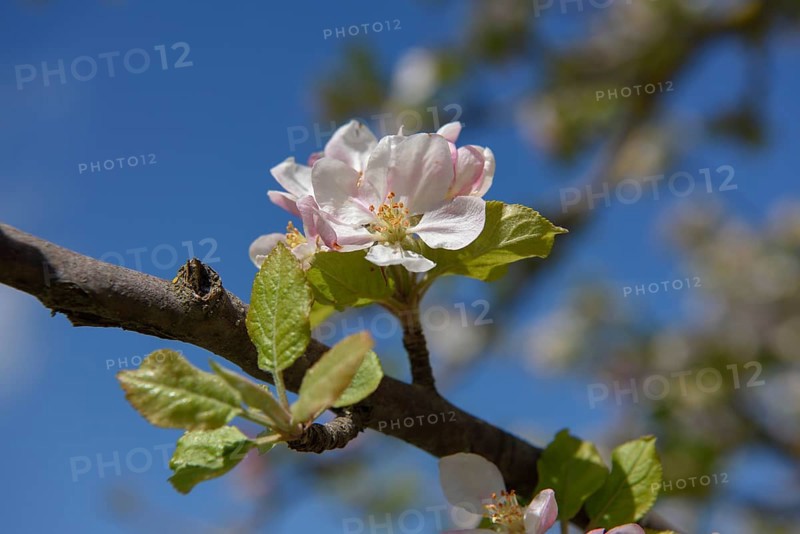 Flower of the European wild apple (Malus sylvestris), near Confrides, Province of Alicante, Costa Blanca, Spain, Europe