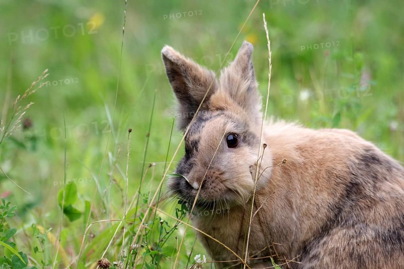 Close-up, Domestic rabbit (Oryctolagus cuniculus forma domestica), Rabbit, Pet, Cute, Grass, Outside, A cute rabbit sits among tall blades of grass and withered flower stalks
