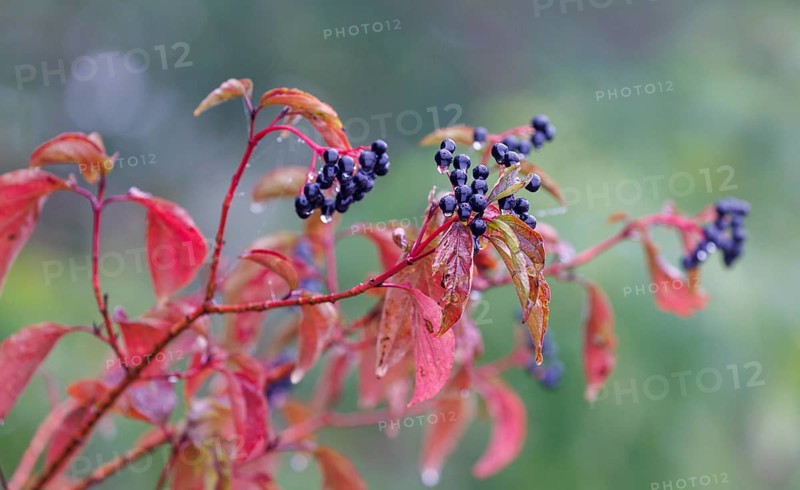 Common dogwood (Cornus sanguinea), Germany, Europe