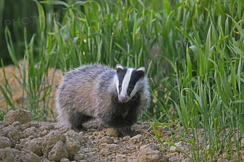 Young European badger (Meles meles) juvenile foraging in field, farmland at dusk in spring