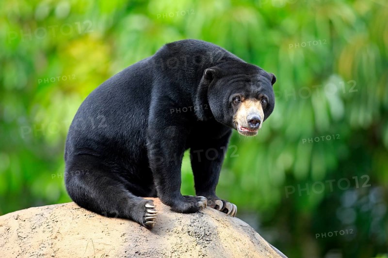 Malayan Sun Bear (Helarctos malayanus), male (Ursos malayanus)