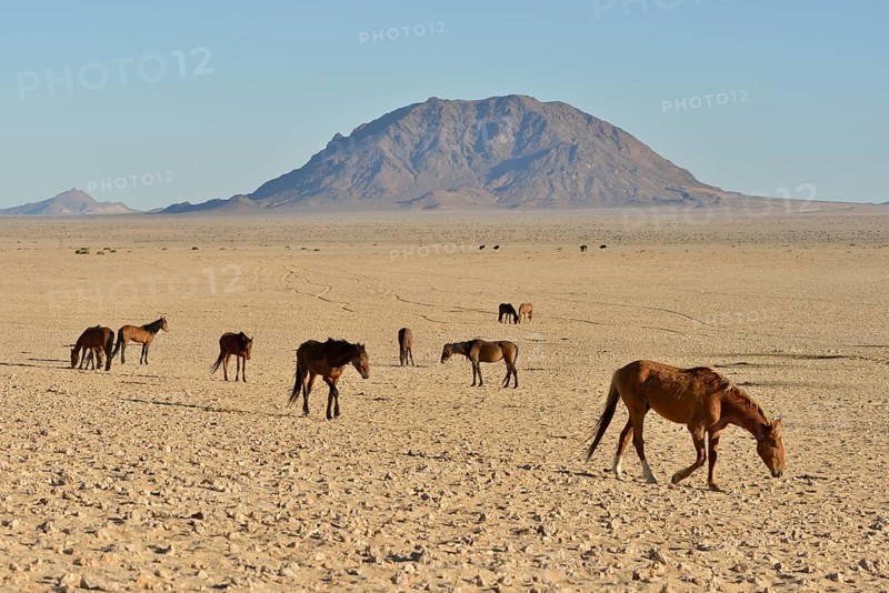 Desert Horses, Namib desert horses (Equus ferus) in the desert, herd near the waterhole of Garub, near Aus, Karas Region, Namibia, Africa