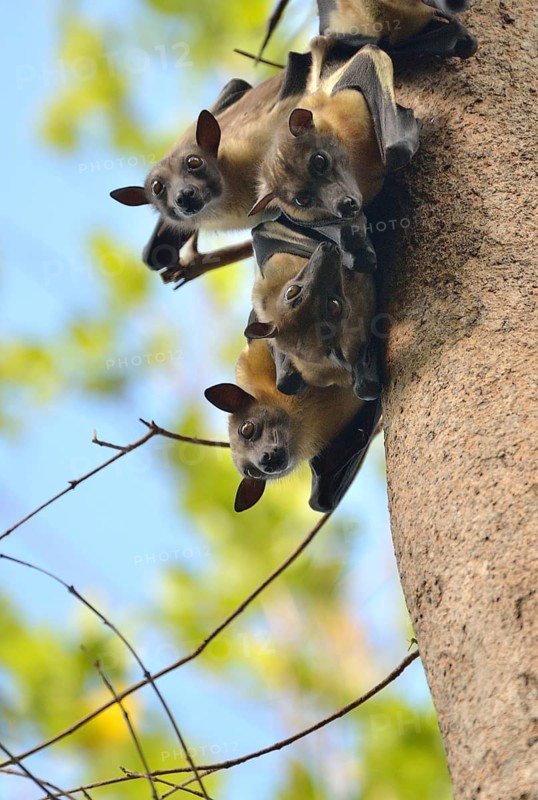 Straw-coloured Fruit Bats (Eidolon helvum) on a tree, Kasanka National Park, Zambia, Africa