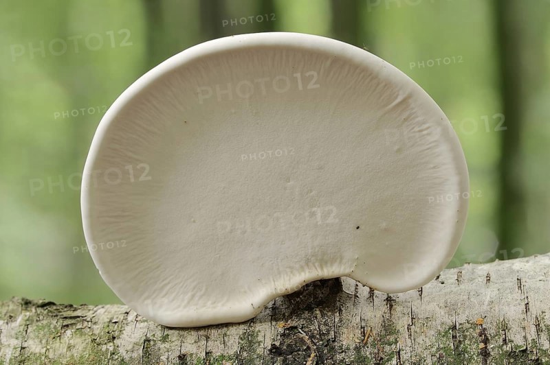 Birch pore fungus (Fomitopsis betulina, Piptoporus betulinus), underside, North Rhine-Westphalia, Germany, Europe