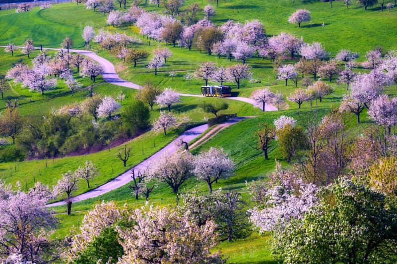 Postbus amidst blossoming cherry trees (Prunus avium), orchard in spring, Canton Solothurn, Switzerland, Europe