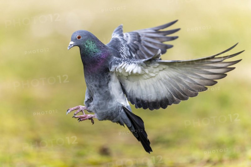 City dove (Columba livia forma domestica) in flight, wildlife, Germany, Europe