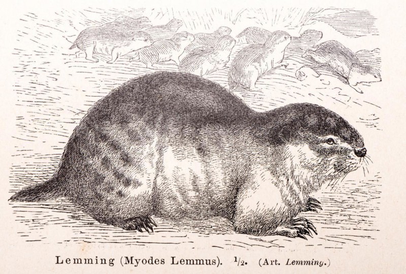 Norway lemming (Lemmus lemmus) (historical name: Myodes Lemmus), one animal in close-up in profile on the ground, several animals in the background, historical illustration in black and white from Meyers encyclopedia 4th edition 1889 and 1890, Germany, Europe