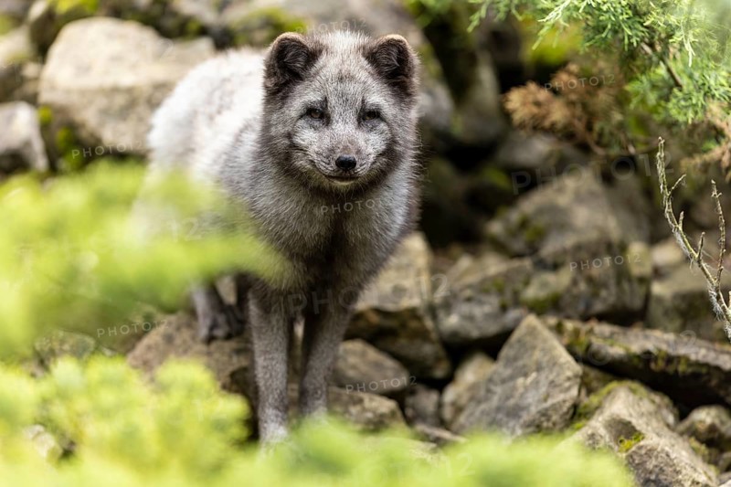 A fox stands between stones in a green forest and seems to be searching or exploring, arctic fox (Alopex lagopus)