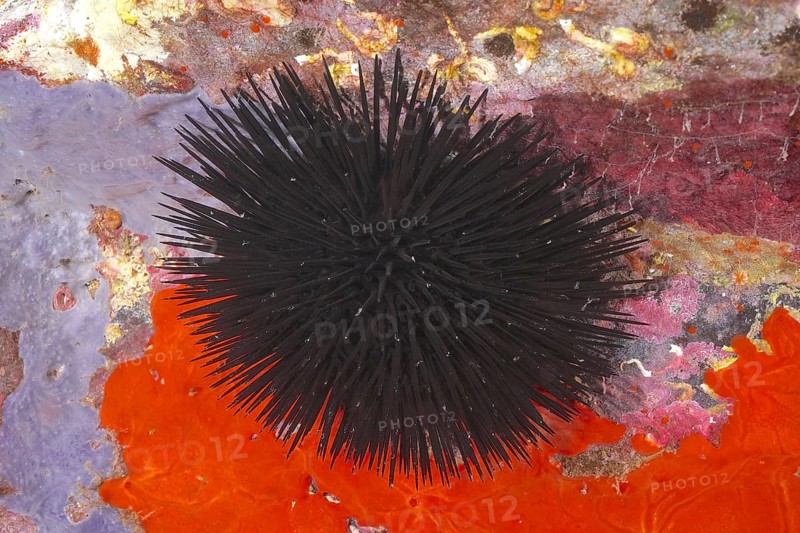 Black sea urchin (Arbacia lixula) in the Mediterranean near Hyères. Dive site Giens Peninsula, Côte d'Azur, France, Europe