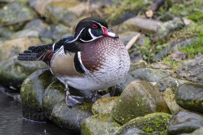 Wood duck (Aix sponsa), Nordhorn Zoo, Lower Saxony, Germany, Europe