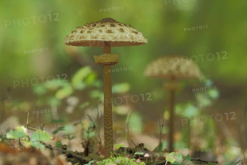 Parasol mushroom (Macrolepiota procera), blurred, forest, Niederjosbach, Eppstein, Taunus, Hesse, Germany, Europe