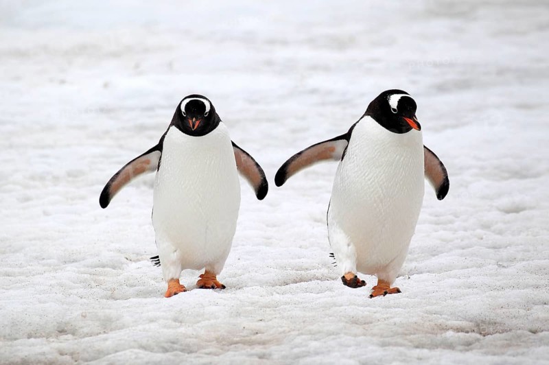 Gentoo Penguin (Pygoscelis papua), couple walking in snow, Antarctica, Half Moon Island, Weddell Sea, Antarctica