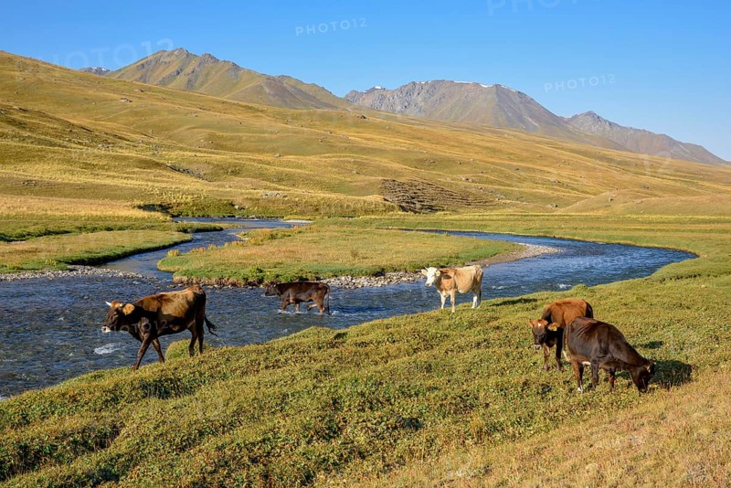 Cows on their summer pasture, West Karakol Valley, Tien Shan Mountains, Naryn region, Kyrgyzstan, Asia