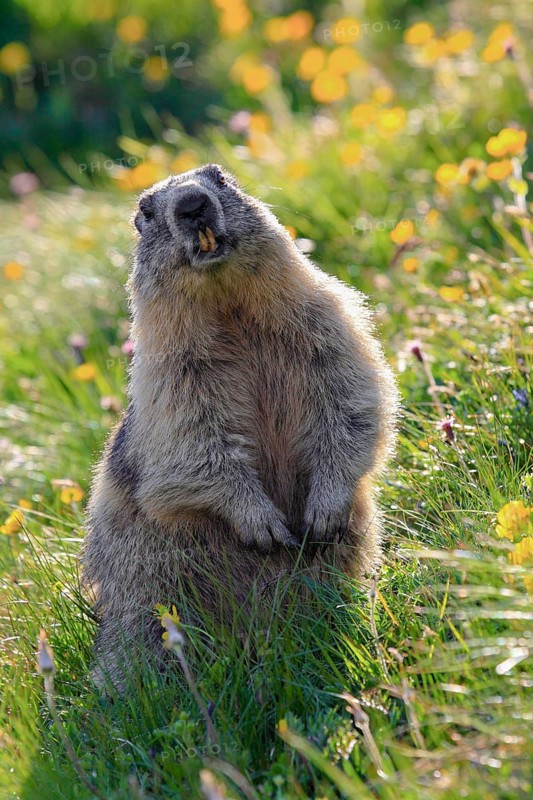 Alpine Marmot (Marmota marmota), Alpine Marmot