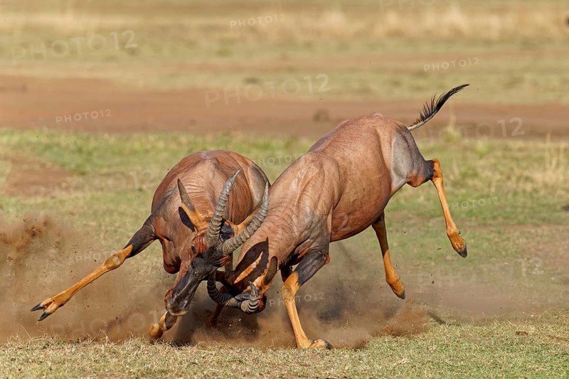 Fight between two Topi lei antelope bulls, Maasai Mara Game Reserve, Kenya, Africa