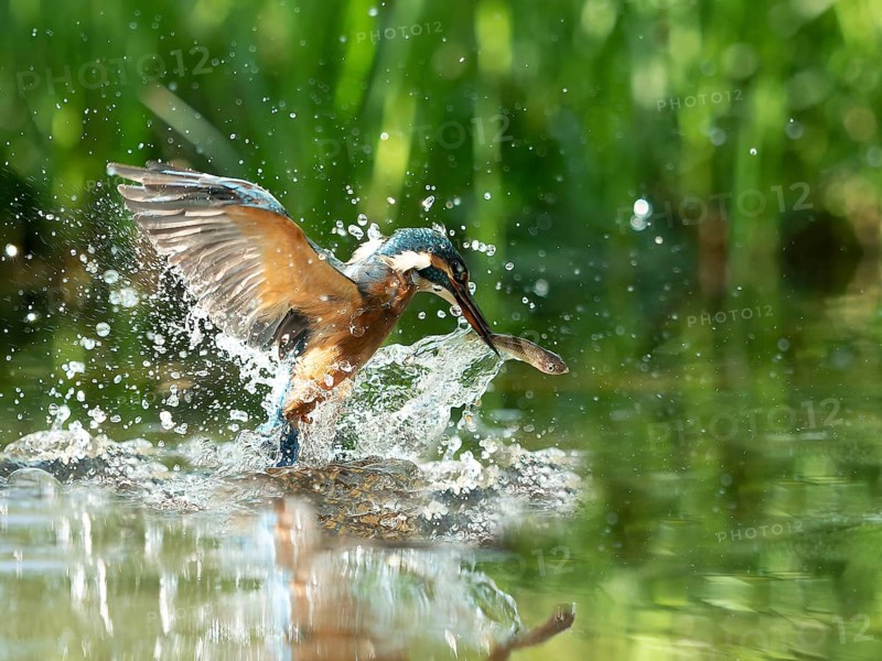 Common kingfisher (Alcedo atthis) fishing kingfisher flies up out of the water after hunting with the fish, North Rhine-Westphalia, Germany, Europe
