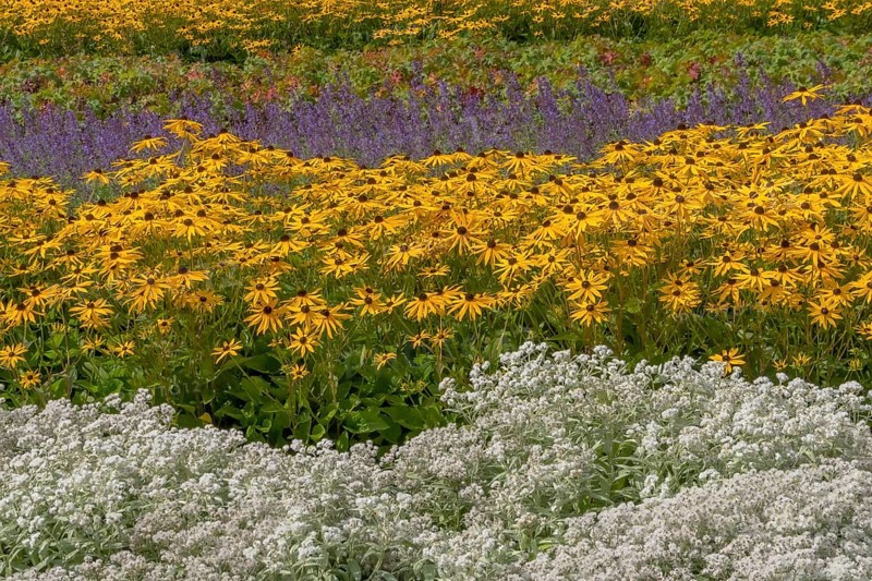 Perennial bed with summer flowers, Germany, Europe