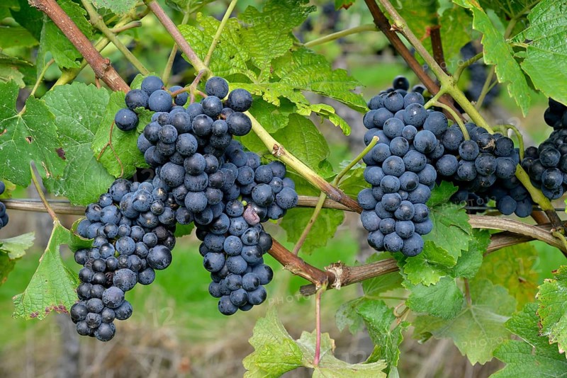 Pinot Noir grapes, Baden-Württemberg, Germany, Europe