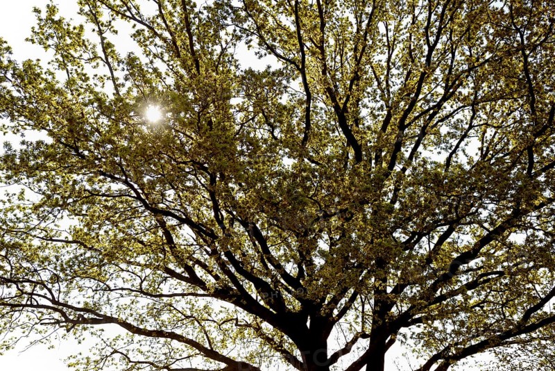 Oak tree (Quercus), tree crown at leaf and flowering time, sun star, North Rhine-Westphalia, Germany, Europe