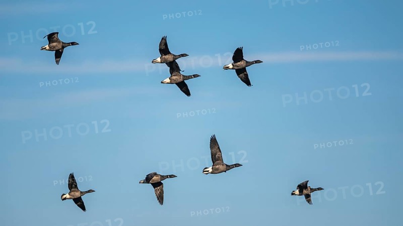 Brent Goose (Branta bernicla), birds in flight on winter sky