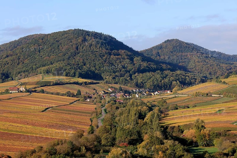 Vineyards in autumnal colours 2022 near Landau in der Pfalz, Southern Wine Route, Palatinate Forest, Rhineland-Palatinate, Germany, Europe
