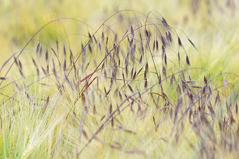 Cereal field, sweetgrass barren brome (Bromus sterilis) growing between barley (Hordeum vulgare), North Rhine-Westphalia, Germany, Europe