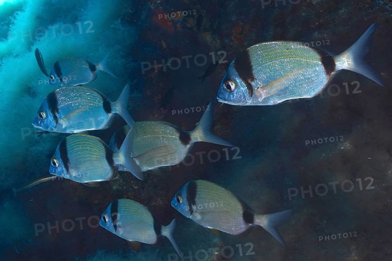 Common two-banded seabream (Diplodus vulgaris) in the Mediterranean near Hyères. Dive site marine reserve Port Cros, Côte dAzur, France, Europe