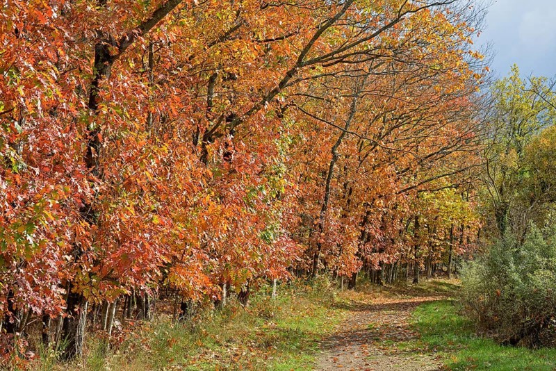Northern red oak (Quercus rubra) with autumn colours at the wayside, Moselle, Rhineland-Palatinate, Germany, Europe