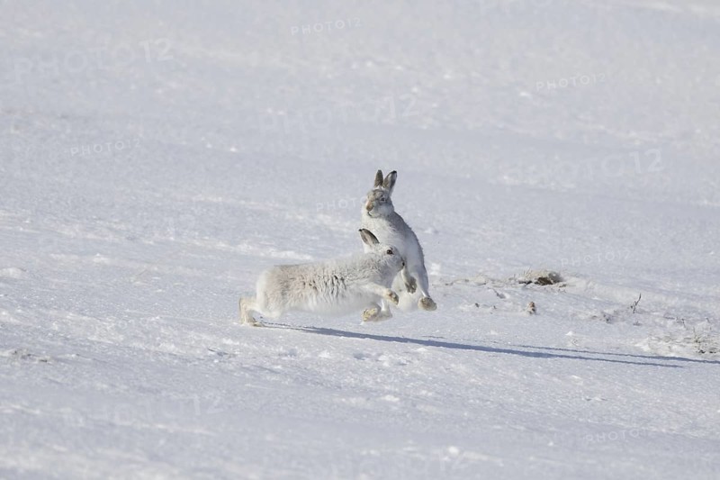 Fighting mountain hare (Lepus timidus), Alpine hares, snow hare female in white winter pelage fending off male in the snow