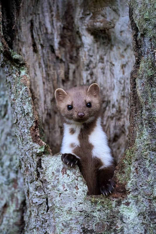 Beech marten (Martes foina), Bitburg, Rhineland-Palatinate, Germany, Europe