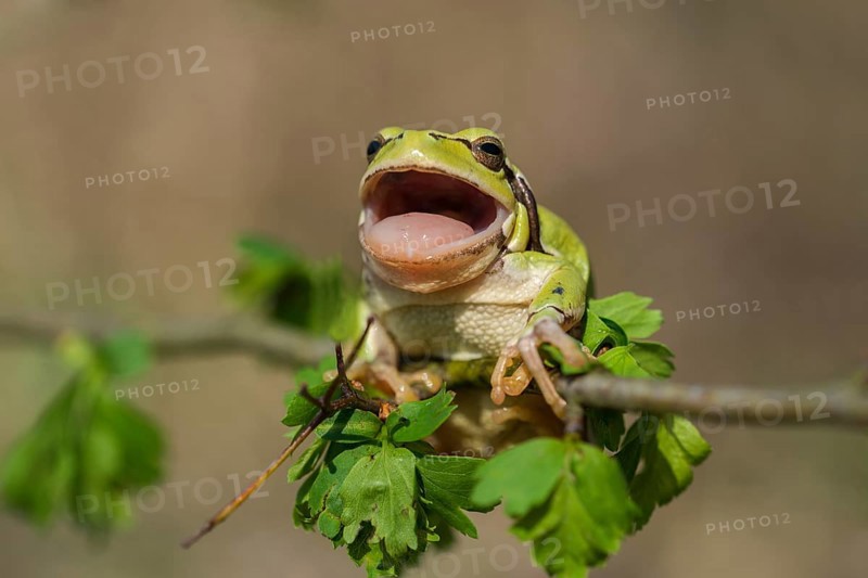 European Tree Frog (Hyla arborea), Burgenland, Austria, Europe