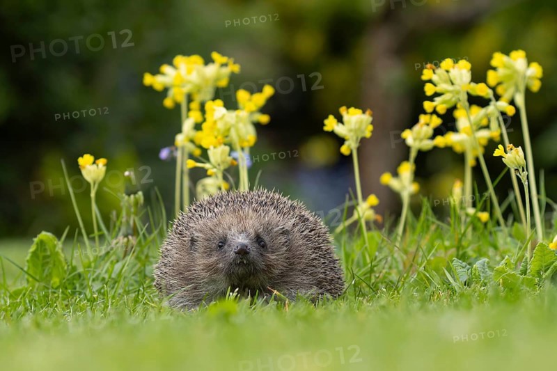 European hedgehog (Erinaceus europaeus) adult animal on a garden lawn in spring with flowering Cowslips, England, United Kingdom, Europe
