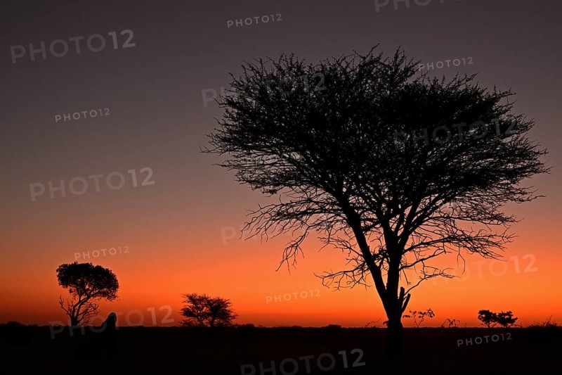 Marula tree at sunset, Namibia, Africa