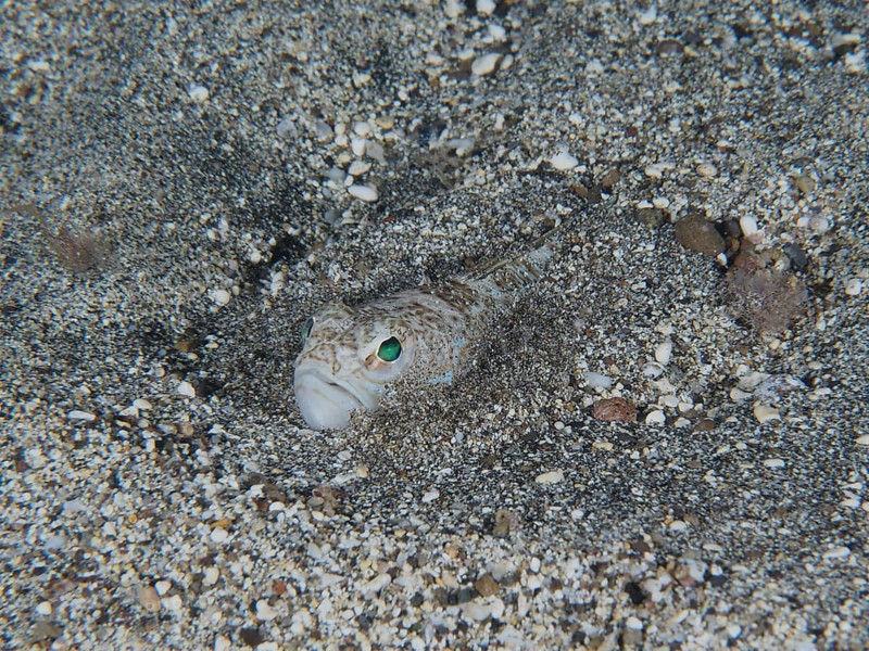 A Petermännchen (Trachinus draco), poisonous animal, with greenish eyes buried in the sand. Dive site Playa, Los Cristianos, Tenerife, Canary Islands, Spain, Europe