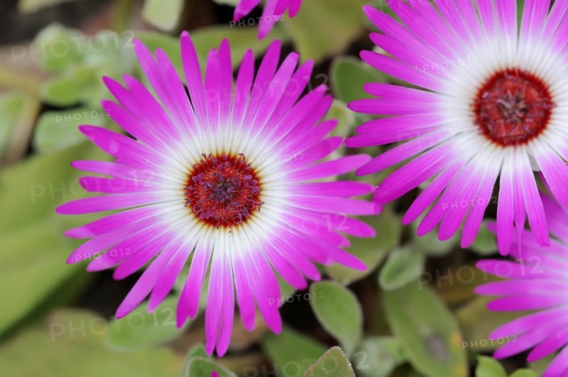 Midday flower (Dorotheanthus bellidiformis), flowers, native to Africa, ornamental plant, North Rhine-Westphalia, Germany, Europe