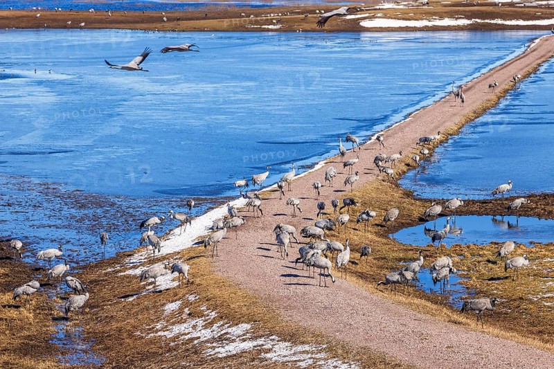 Flock of migration Cranes (Grus grus) on a dirt road by a lake with ice a cold sunny day at spring, Hornborgasjön, Sweden, Europe