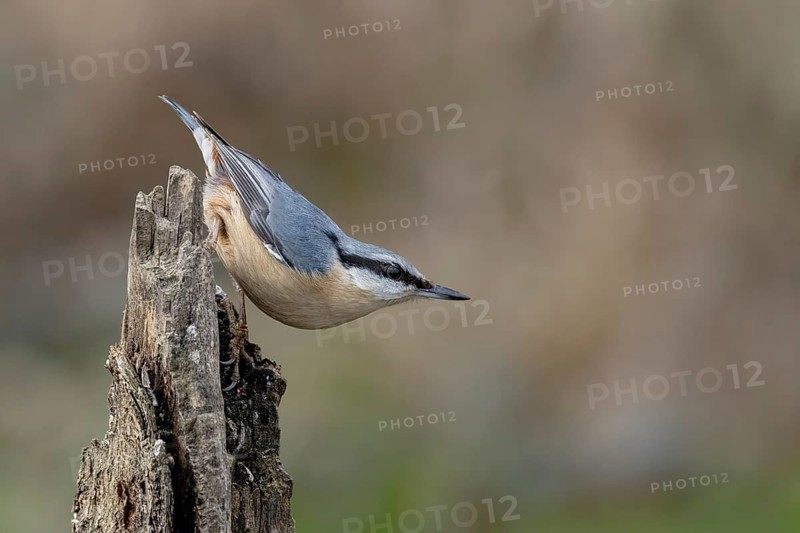 Eurasian nuthatch (Sitta europaea) on dead wood, Austria, Upper Austria, Europe