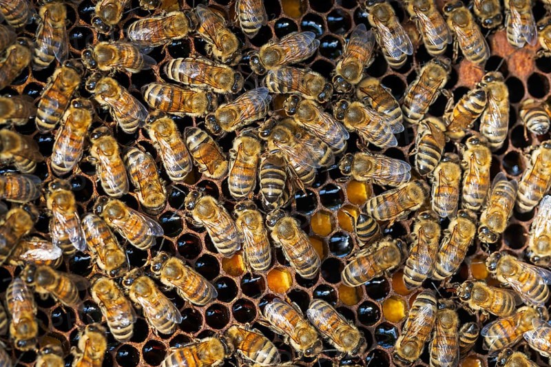 Western honey bee (Apis mellifera) fruit blossom, honeycomb, beehive, petals, honey bee, beekeeper, organic honey, health, food, pollination, mass harvest, pollen, fruit tree, organic shop, bee diseases, varroa mite, biosphere reserve, Saxony-Anhalt, Germany, Europe