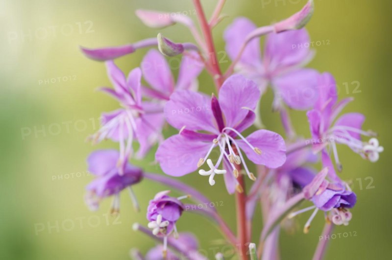 Blooming sally (Epilobium angustifolium), North Rhine-Westphalia, Germany, Europe