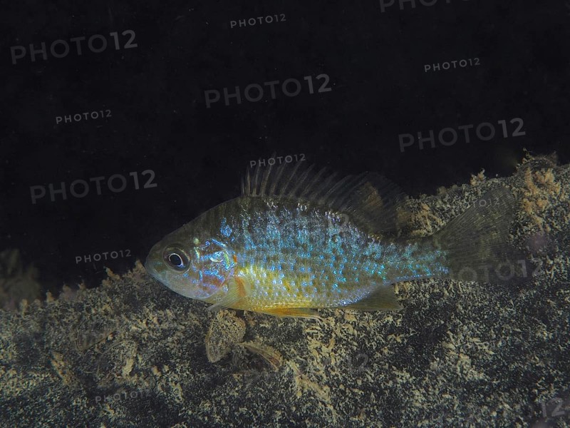 Pumpkinseed sunfish (Lepomis gibbosus) at night, dive site Pumpwerk Rüschlikon, Lake Zurich, Canton Zurich, Switzerland, Europe