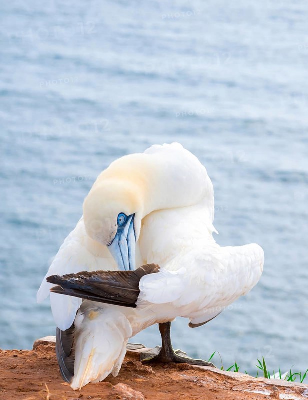 Northern gannet (Morus bassanus) (synonym: Sula bassana) preening its plumage, plumage care on a red rock, cliff with sea in the background, Lummenfelsen, Helgoland Island, North Sea, Schleswig-Holstein, Germany, Europe