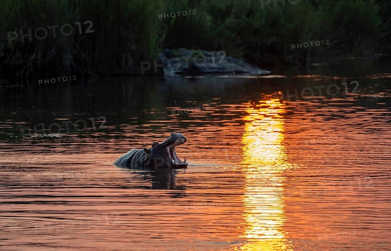 Hippopotamus (Hippopatamus amphibius) yawning, mouth open, in the water at sunset, Sabie River, Kruger National Park, South Africa, Africa